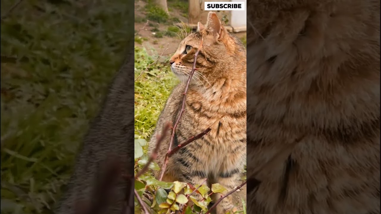 "Meet the Most Beautiful Brown Cat: Adorable and Majestic!"