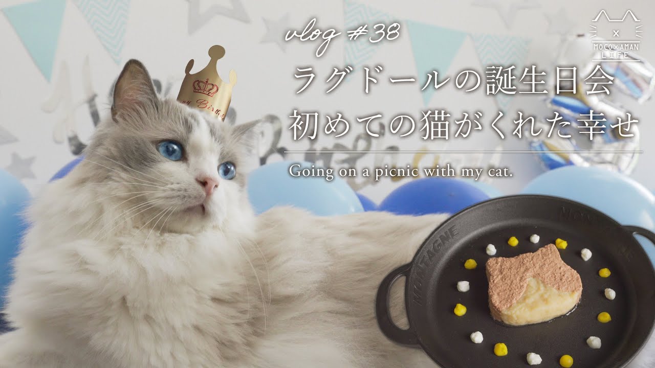 ラグドールと暮らした5年間｜初めての猫｜#38