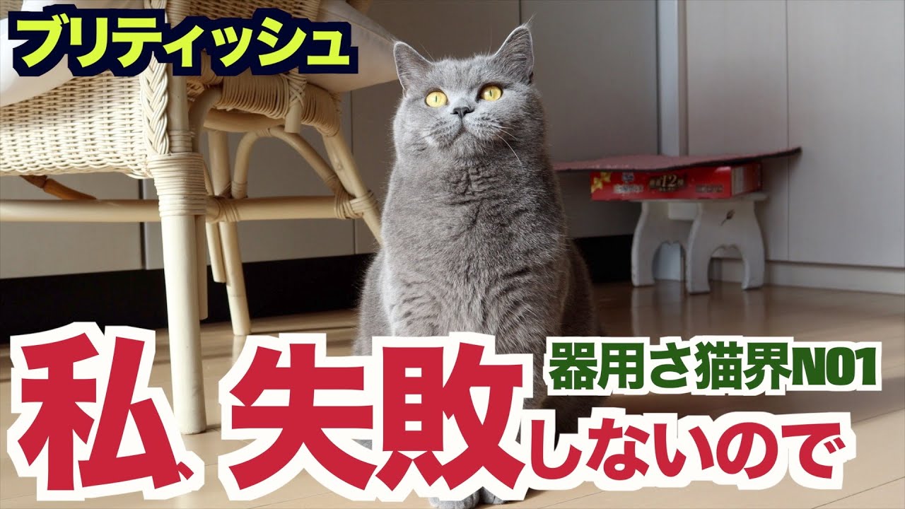 ブリティッシュショートヘア器用さは猫界NO1〜私、失敗しないので〜
