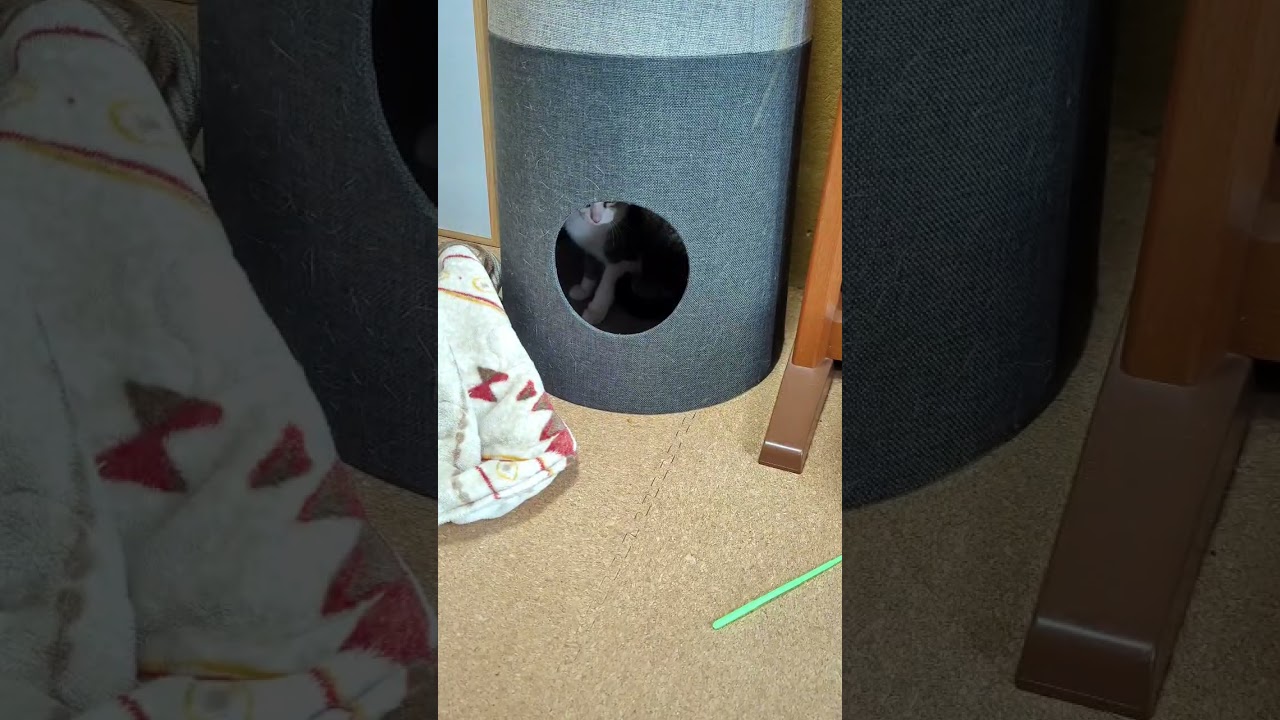 シャム猫来訪 - High and seek - #shorts