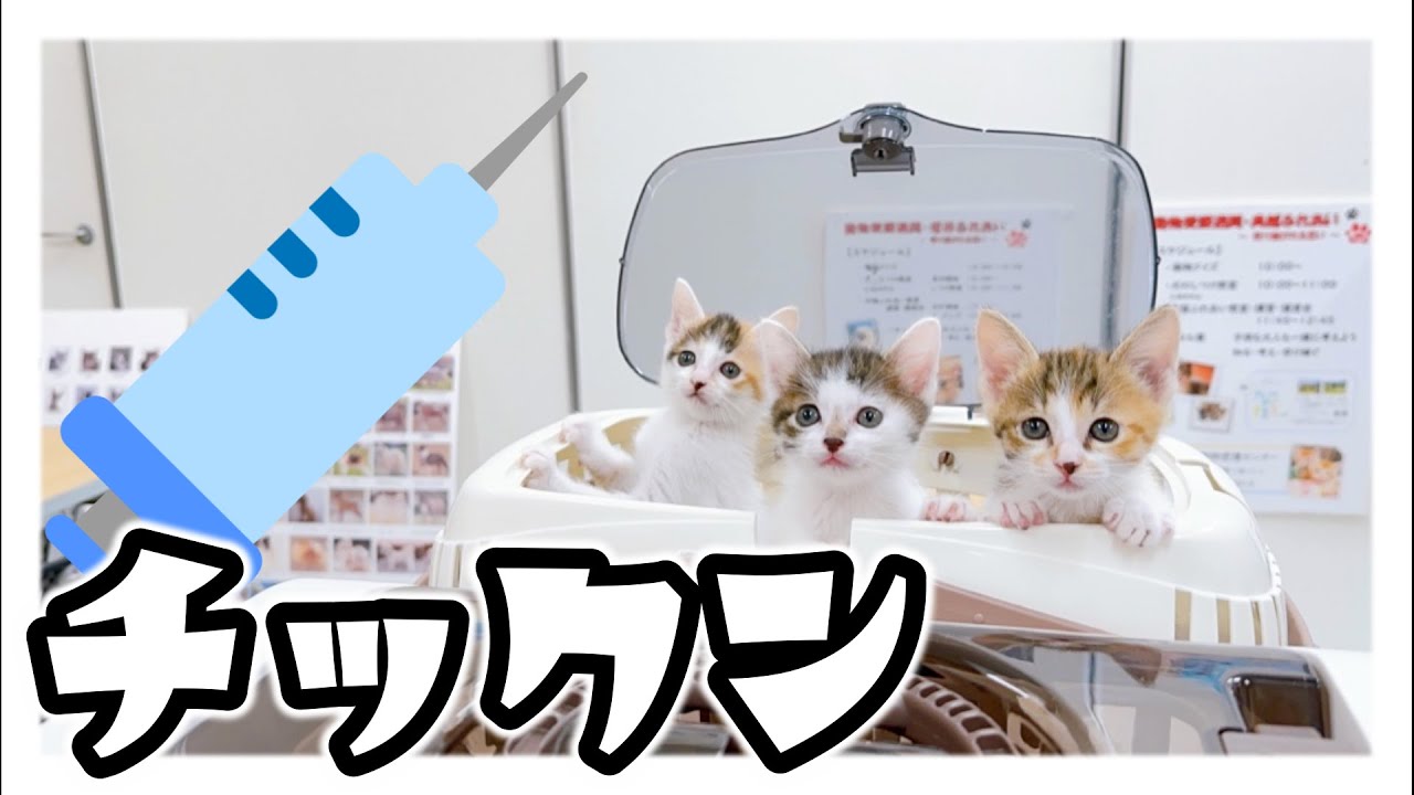 【子猫】子猫のはじめての猫ワクチン【保護猫生活34日目】