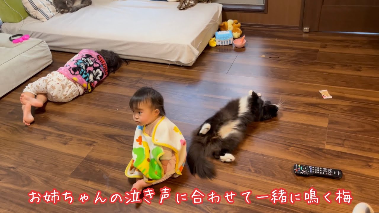 注意されて泣き出すお姉ちゃんに合わせて鳴く猫　ラガマフィン　A cat meowing to a crying daughter