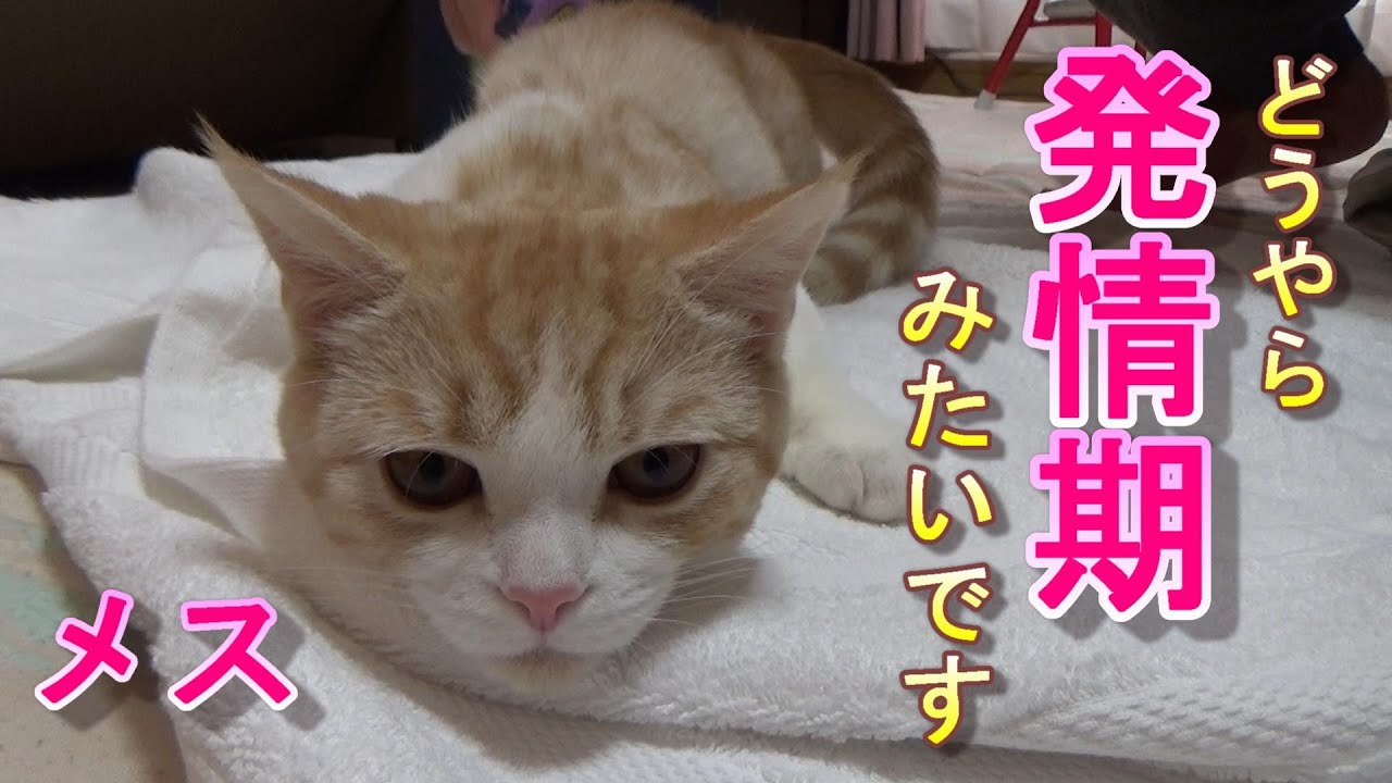 発情期を迎えたメス猫の行動と鳴き声【スコティッシュフォールド】