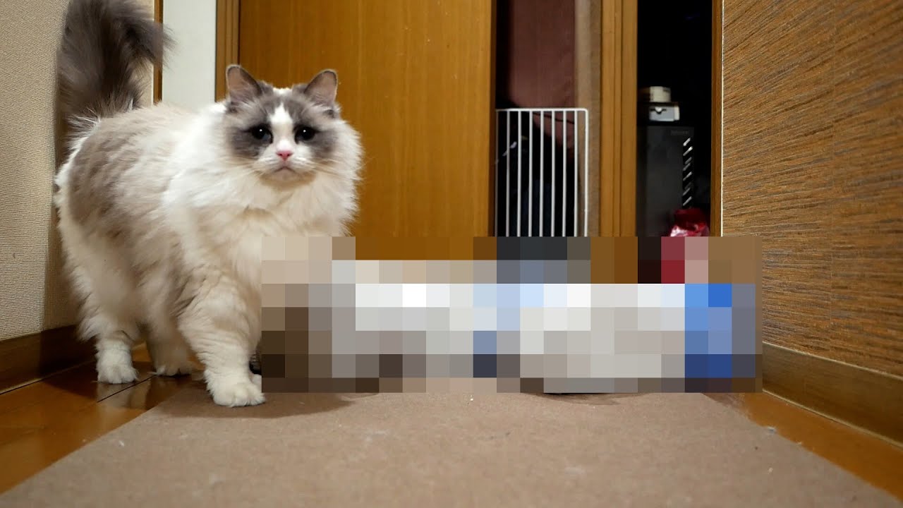 大量に○○○を大人買いして帰ったら、猫がビックリしてこうなりました…