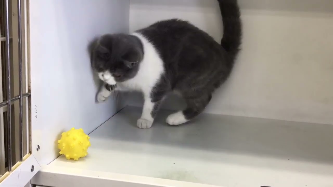 セルカークレックス 【ブルータビー&ホワイト】可愛い女の子です。