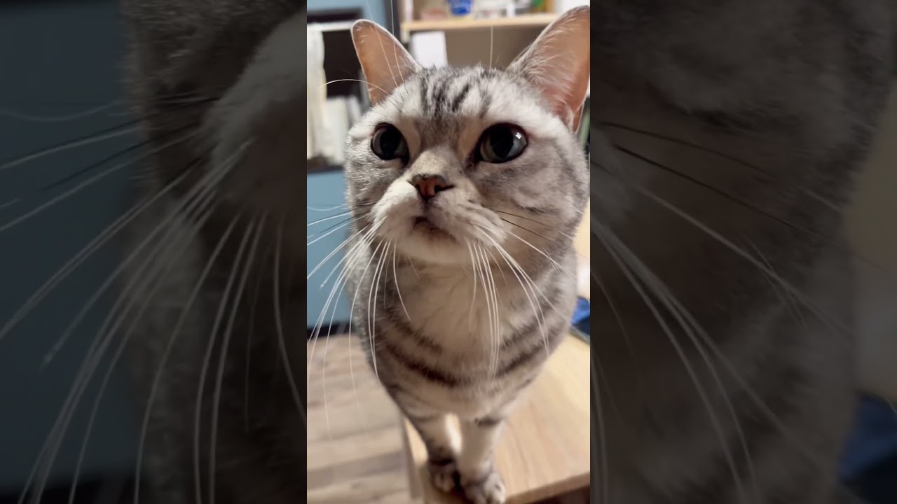 メンバーシップに入るといろんなあたしが見れるのよ #shorts