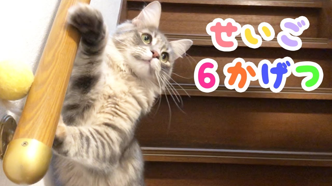 【メインクーン 猫】生後6ヶ月突破🌸体重、大きさとヤスミンの様子★