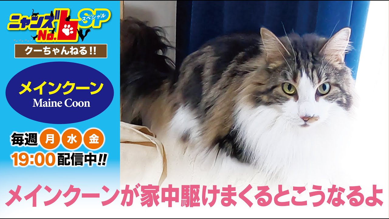 【メインクーン/Maine Coon】メインクーンが家中駆けまくるとこうなるよ