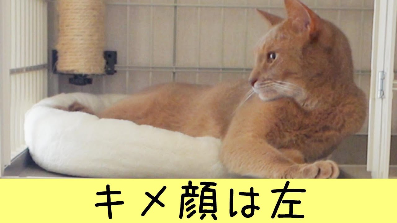 ケージの中でも気を抜かない猫（アビシニアン）