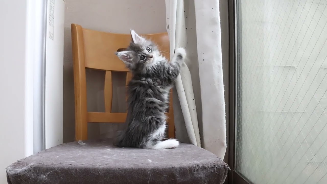 ブルーの天使メインクーン子猫のマリアちゃん