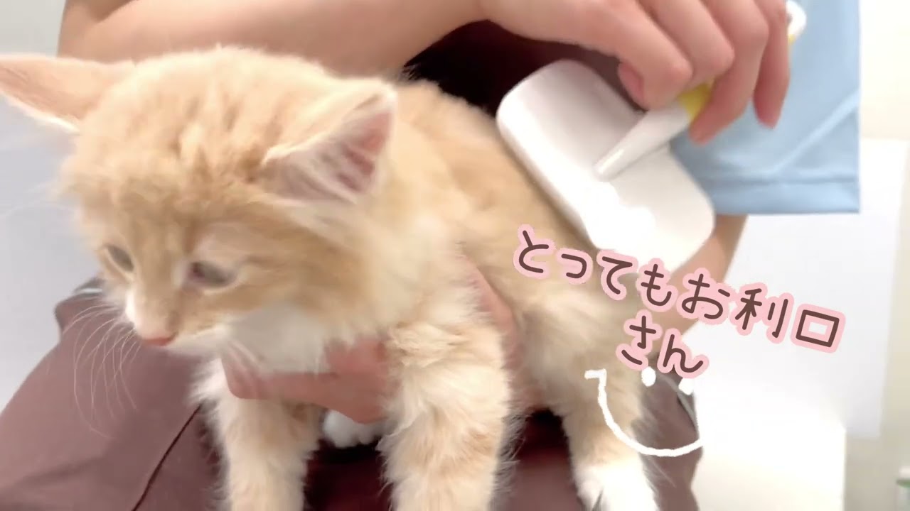 【ノルウェージャンフォレストキャット】ブラッシングトレーニング！最後は思いっきり甘やかします！