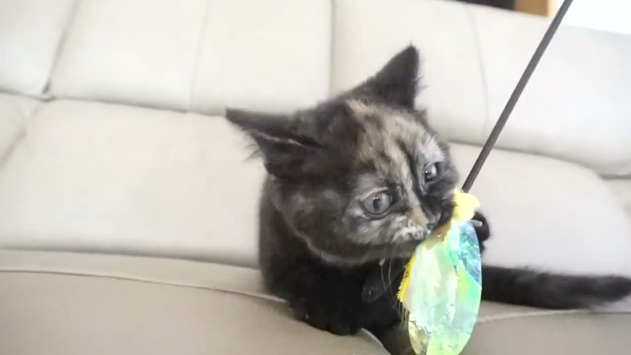 ブリティッシュショートヘアー子猫　British Shorthair　2022.12.1産まれ　トーティーシェル　錆び猫　女の子　シーダキャット猫のお店