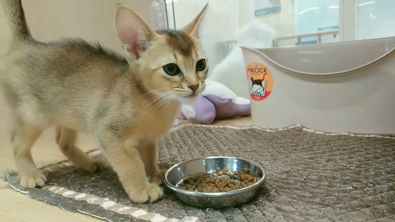 58850　アビシニアン