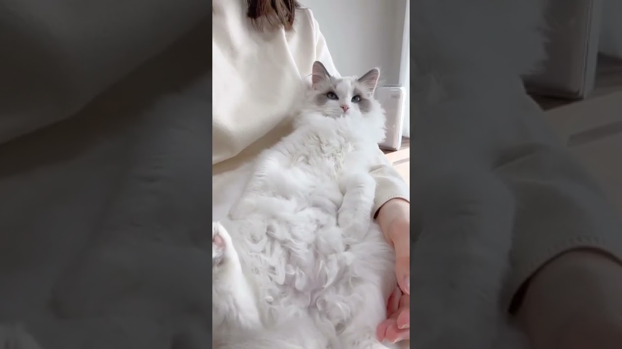 ぬいぐるみ？いいえ、猫です #猫 #ラグドール #cat #shorts