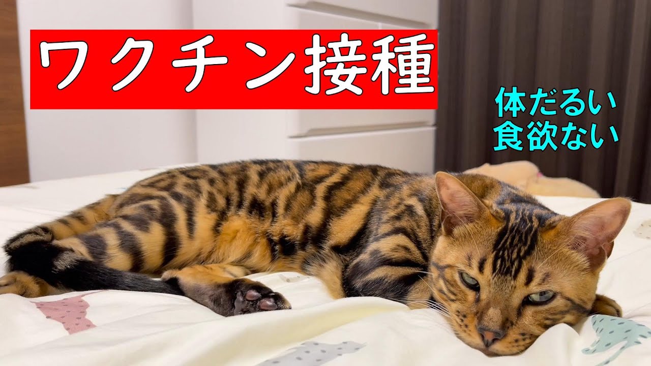 ワクチン接種してきました【ベンガル猫】
