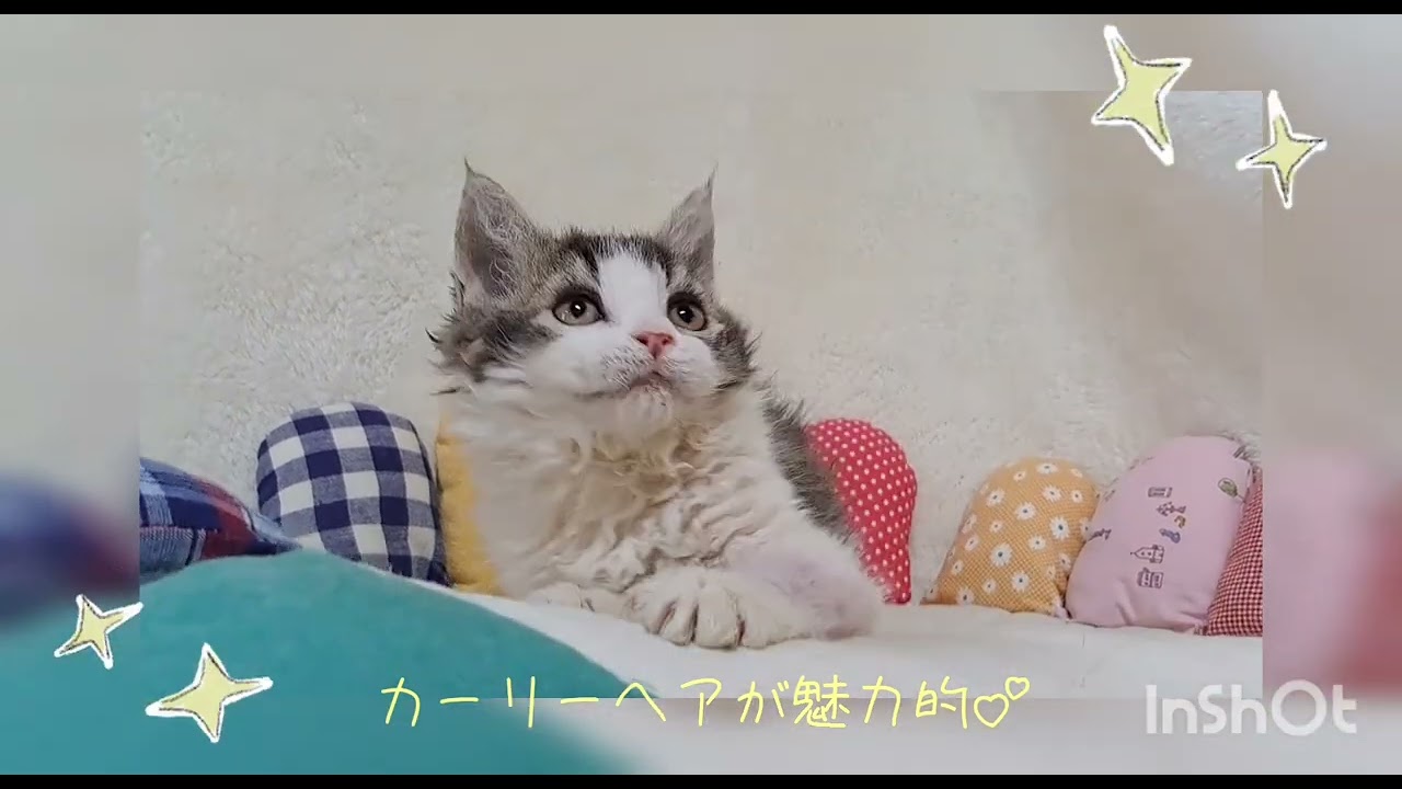セルカークレックスの子猫ちゃん🐾