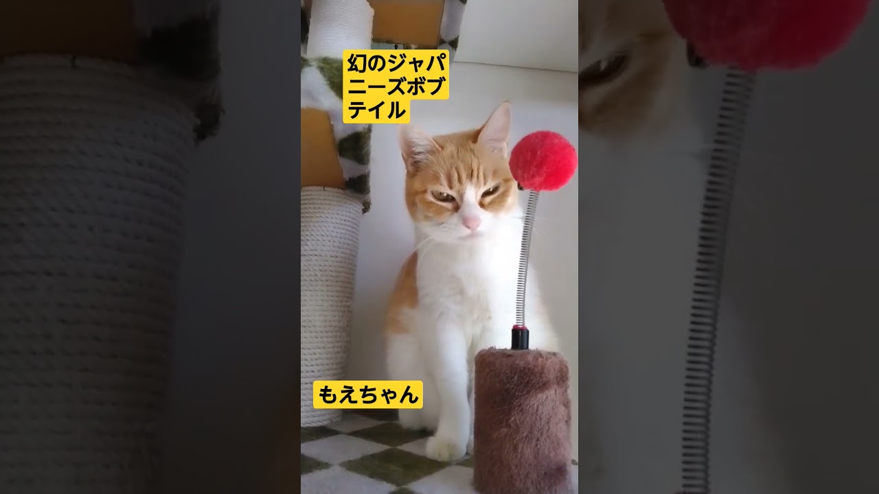 幻のジャパニーズボブテイル #ネコ