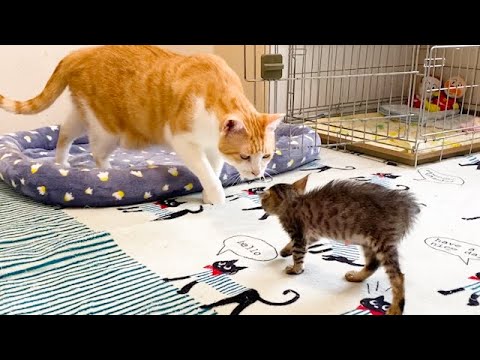 【初対面】子猫の全力の威嚇が効かない