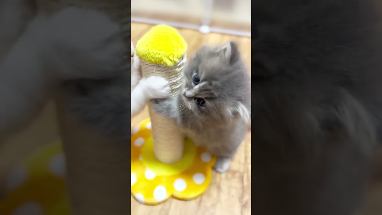 短足マンチカンのフォードくん♪#マンチカン #子猫 #短足マンチカン #ミヌエット #白猫 #shorts