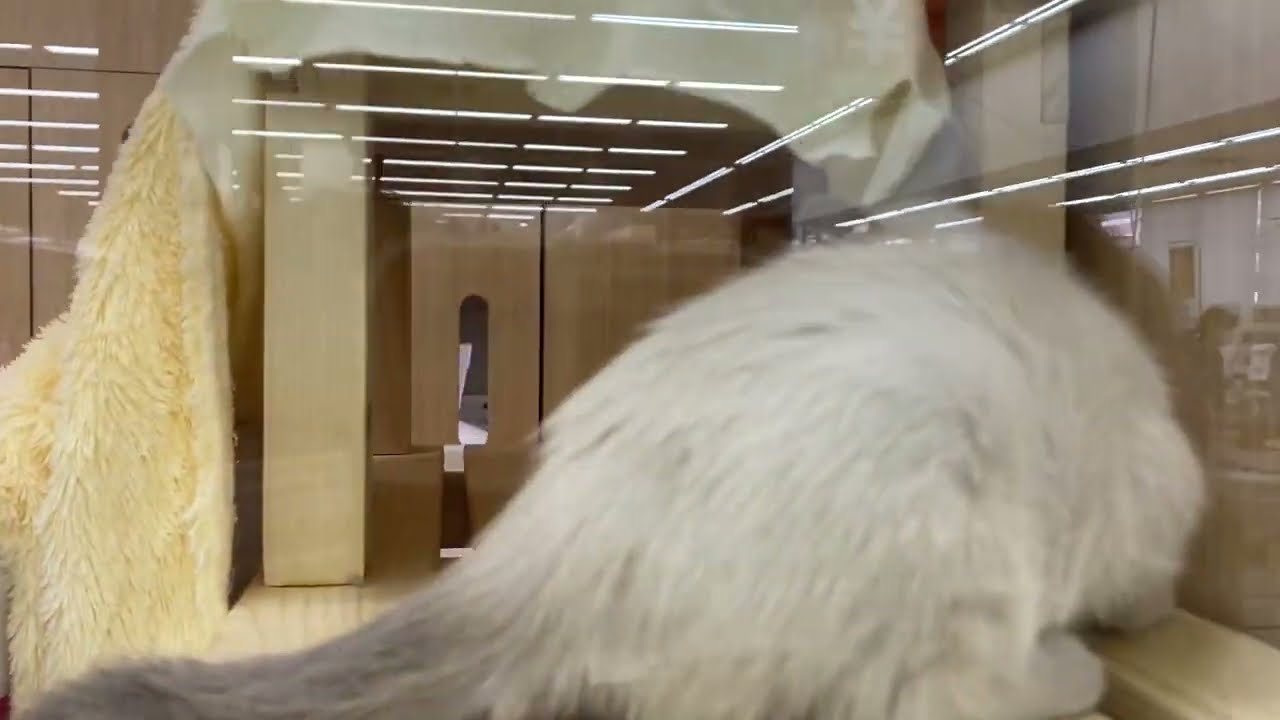 2/1お部屋で元気に遊ぶトンキニーズちゃん♡