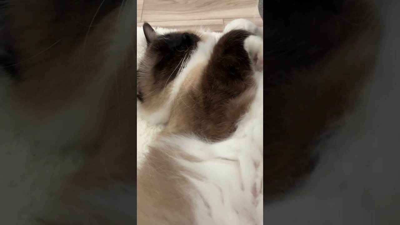 アライグマに似ているラグドールのたぬきみたいな猫が眠すぎる #ラグドール #ragdoll #ねこ #ラグドール子猫