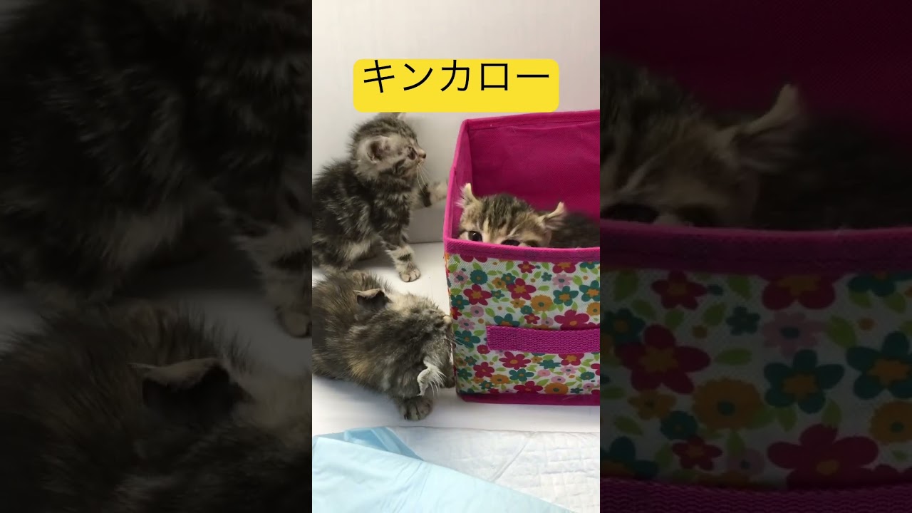 キンカローの赤ちゃん