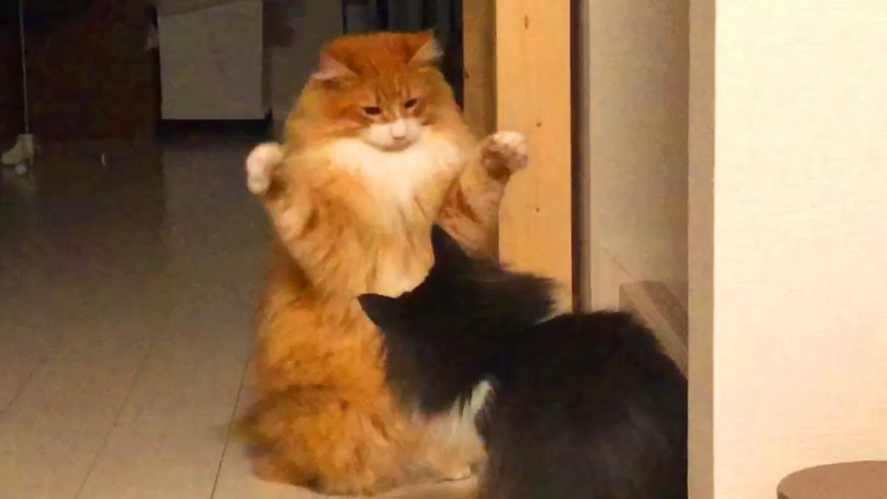 喧嘩で立ち上がる猫ノルウェージャンフォレストキャット