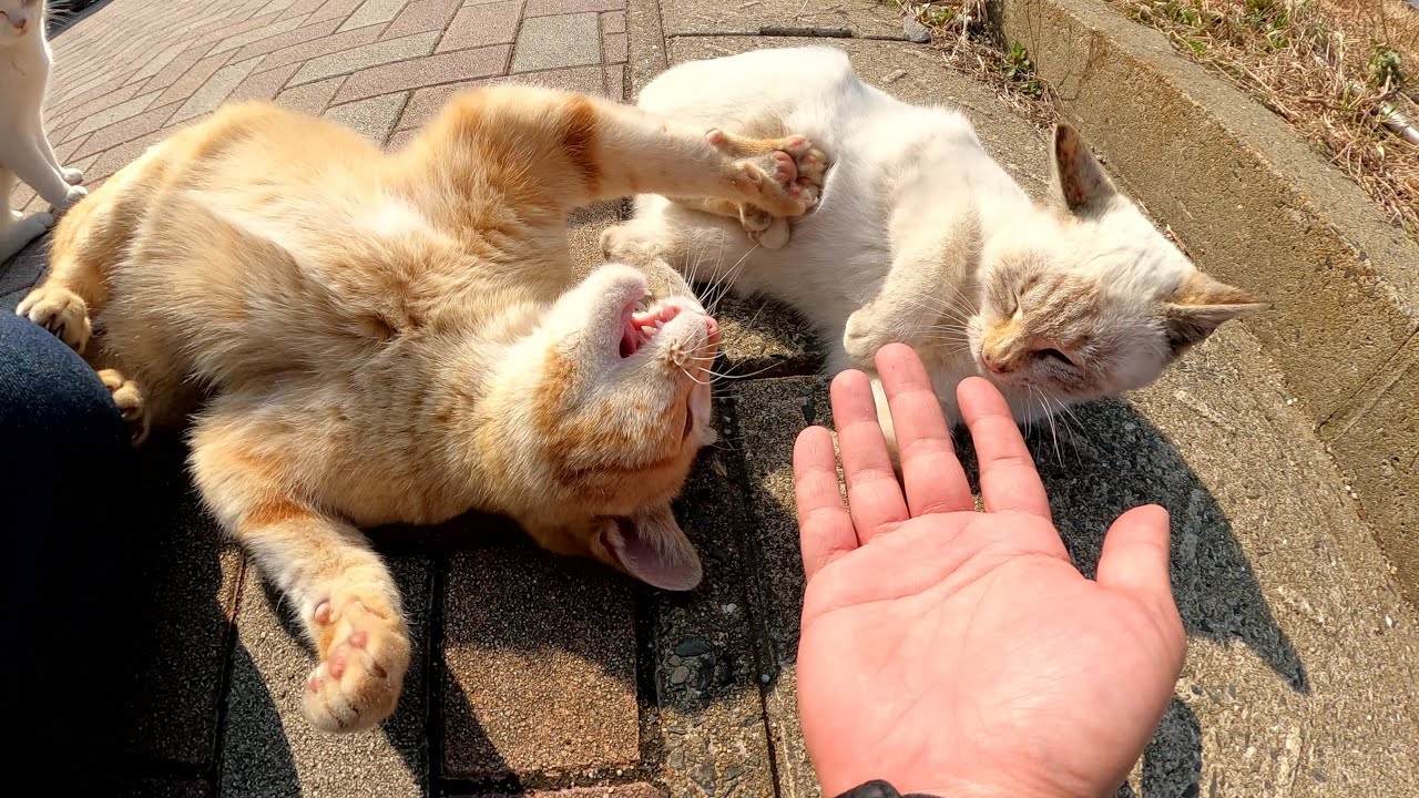 シャム猫と茶トラ猫に「プロレスの練習に付き合って！」とお願いされた