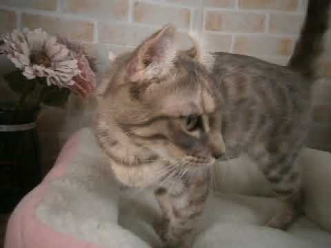 618511 アメリカンカール