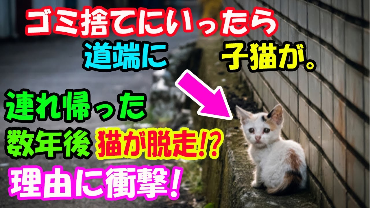 ごみを捨てに行ったら道端に小さな子猫が。母が子猫を連れて帰ったらとても懐くように。数年後、母が亡くなると猫が脱走! 理由がわかり衝撃【猫の不思議な話】【朗読】