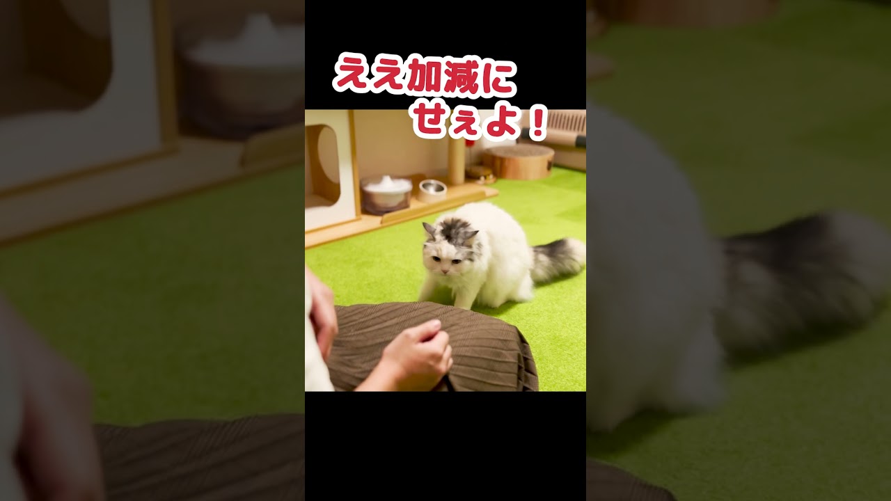 奥さん思いのカッコいい猫がコチラ #Shorts