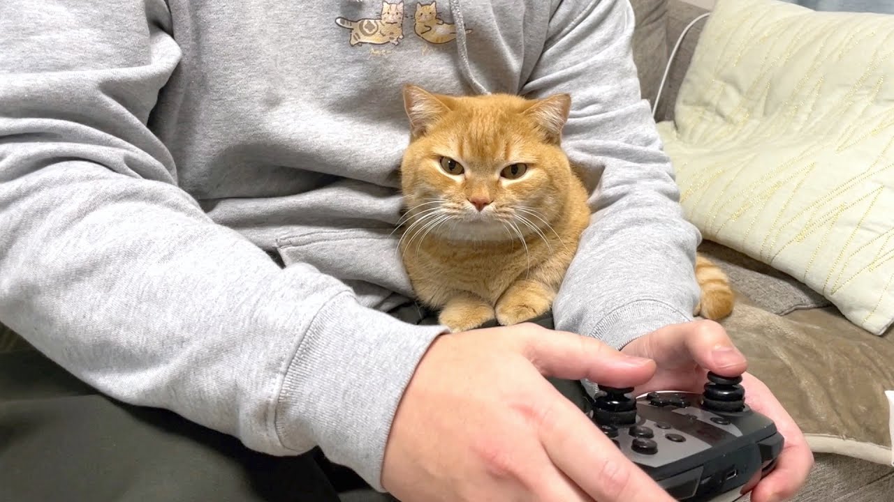 パパのゴッドハンドの順番待ちをする猫