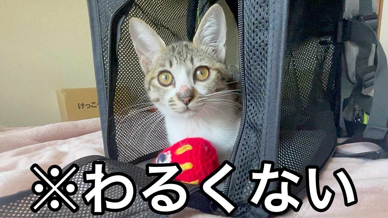子猫にキャリーを貢いだら出てこなくなりました…笑