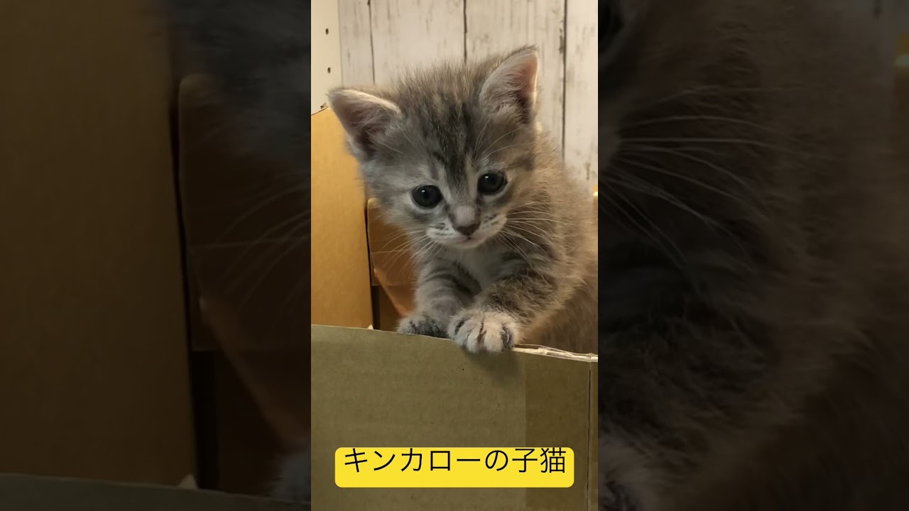 キンカローの子猫