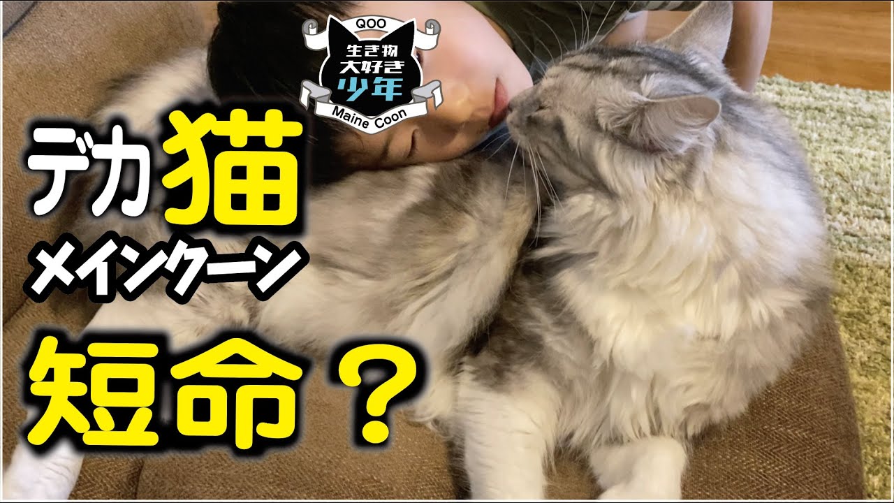 【メインクーン】大型猫の寿命。メインクーンは短命？