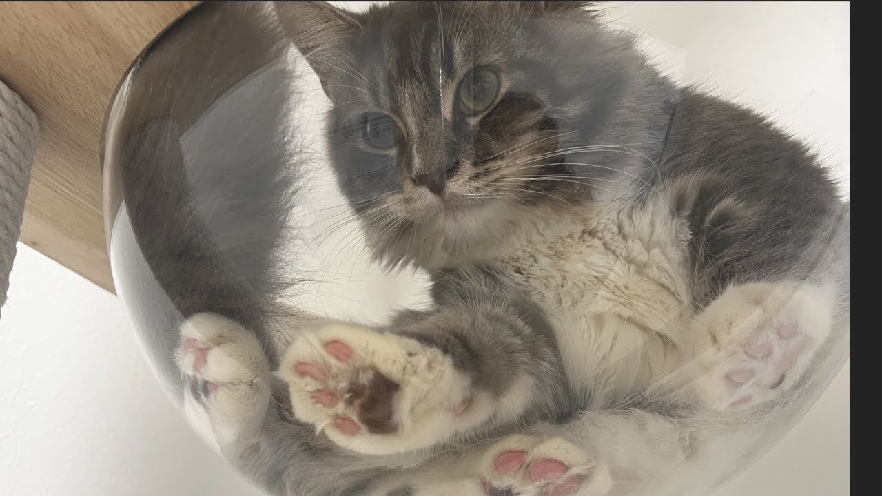 我が家のどんくさい子猫【サイベリアン/かわいい】