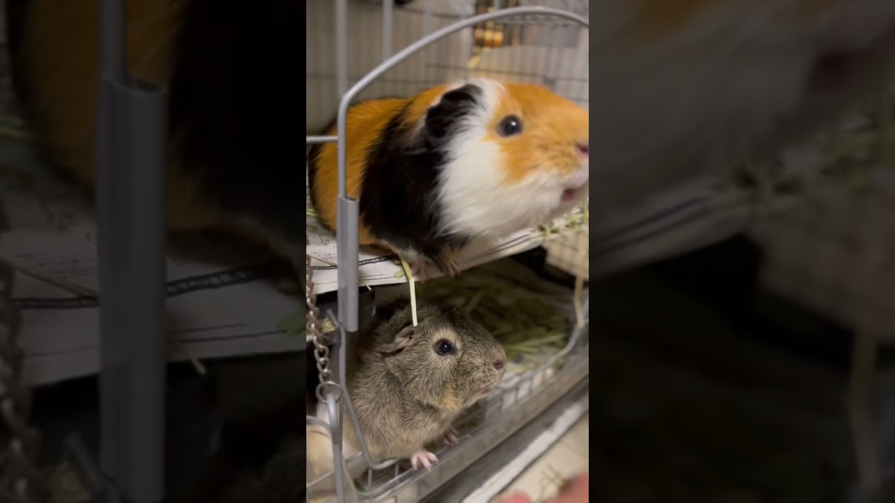 【連呼すな！】鬱陶しい飼い主#モルモット#イングリッシュモルモット#アビシニアンモルモット