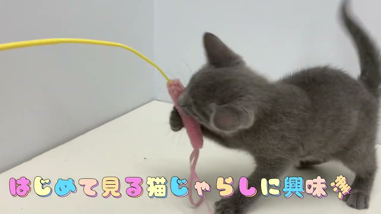 【ロシアンブルー】やんちゃなロシブが登場！