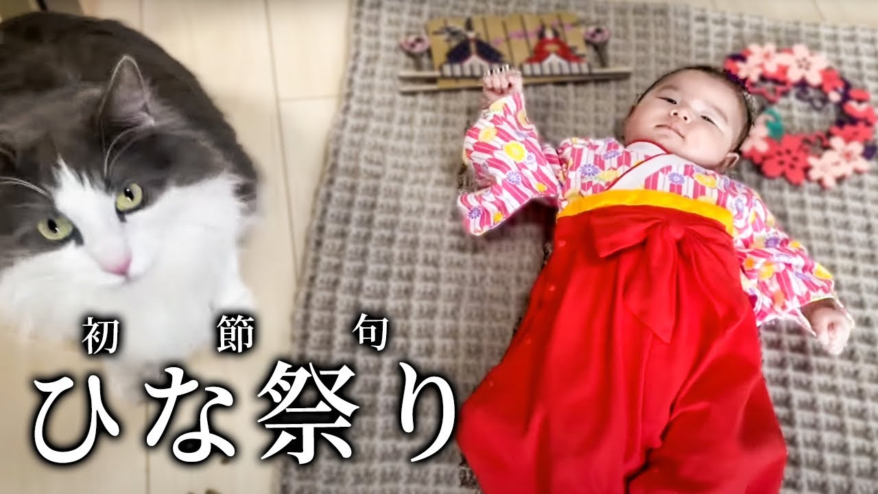 赤ちゃんのひな祭りを祝う猫【ノルウェージャンフォレストキャット】