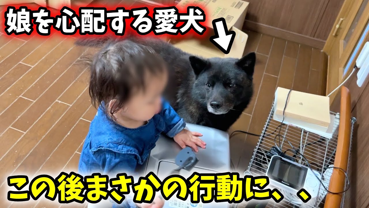 【子育て犬】娘のまさかの行動に絶句する甲斐犬一休【親の心子知らず】