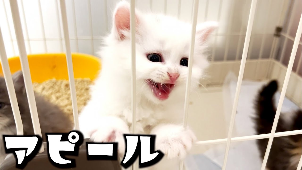 【マンチカンの子猫】子猫の遊んでアピールが可愛いので外から見てる件 ∼猫のいる生活Vol.613∼ 出産動画 マンチカン短足・ミヌエット・ペルシャ猫専門ブリーダー『ペット蔵人』【子猫の成長記録】