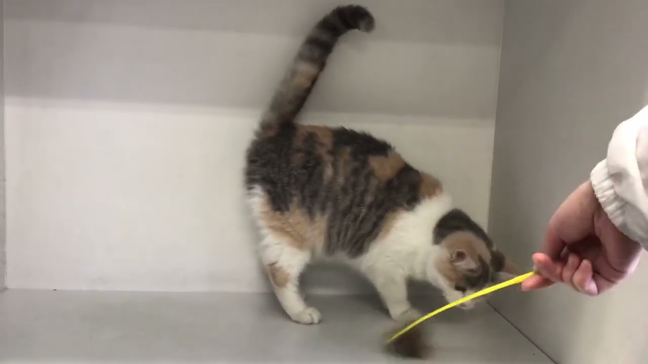 セルカークレックス 【ダイリュートキャリコ】可愛い女の子です。