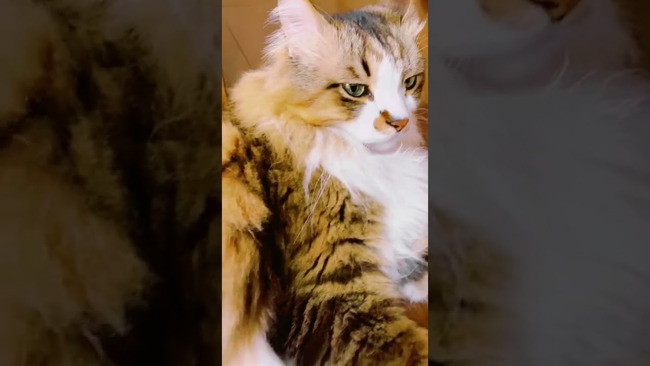 スフィンクス風のポーズで家の廊下に佇む保護猫の姿が。Protective cat　#shorts