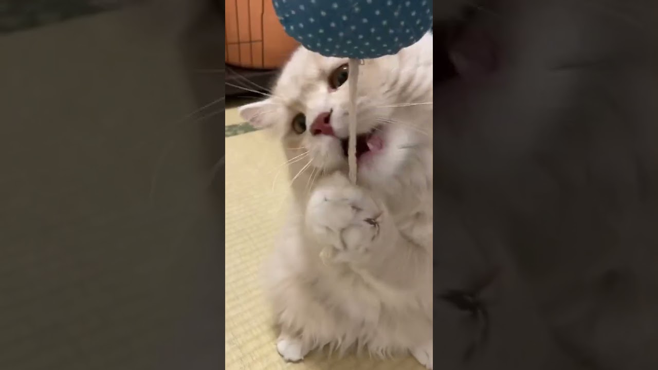 鼠に戯れるラガマフィンのかりんちゃん