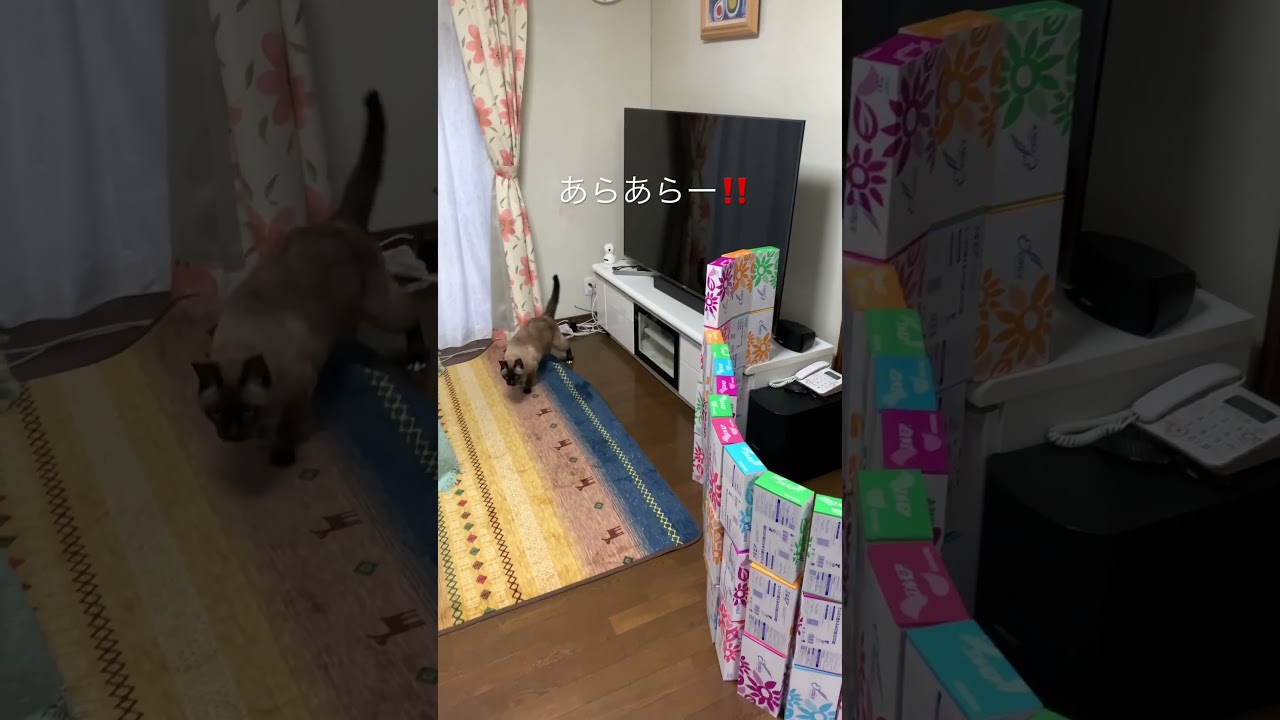 シャム猫　にゃーす　シニア猫　12歳♂ #shorts #シャム猫 #cat