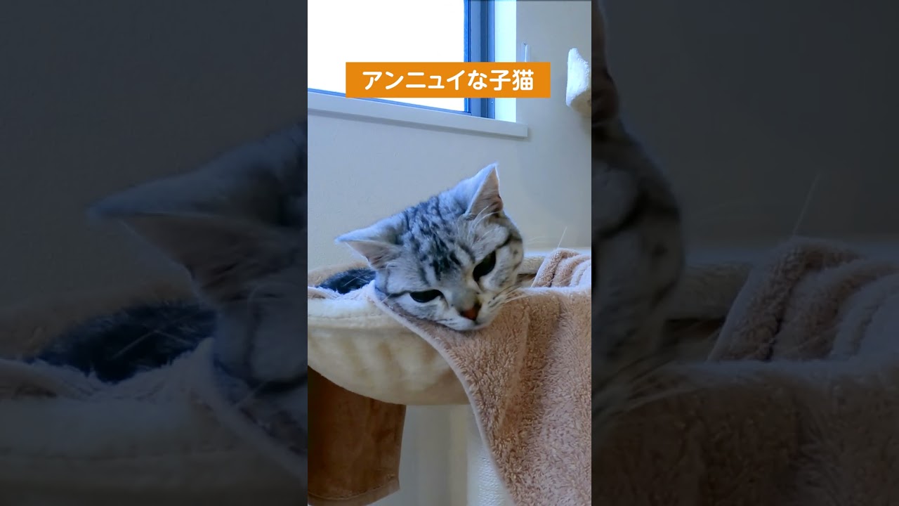 アンニュイな子猫【アメリカンショートヘアー】 #shorts #猫 #猫のいる暮らし
