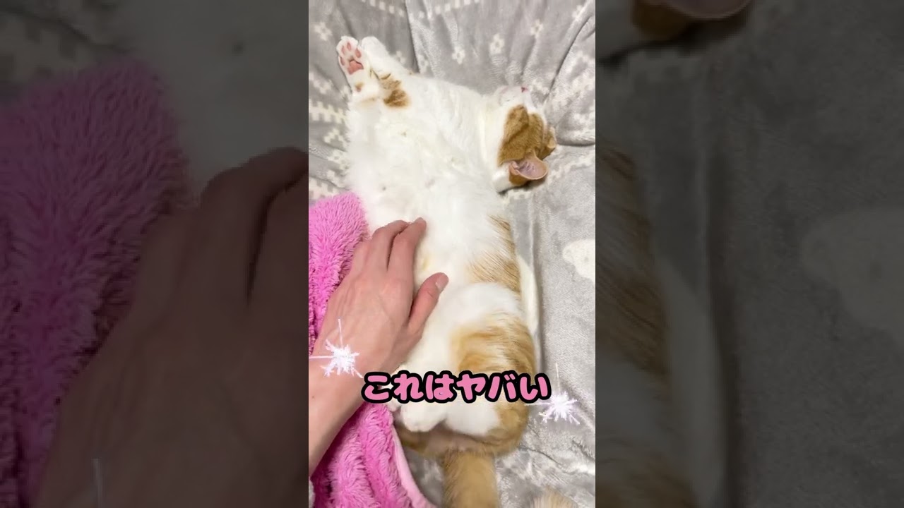 モフいやつがいるぞ！【短足マンチカン】