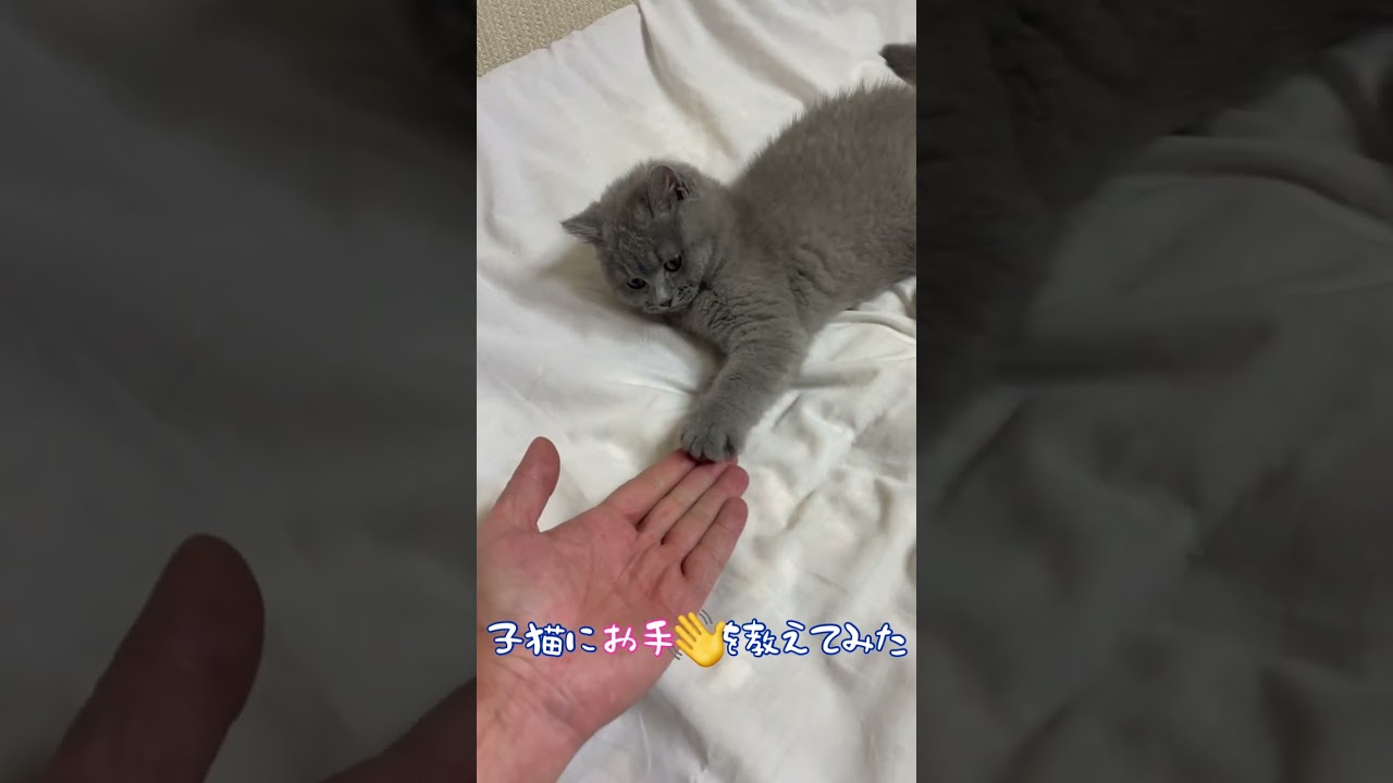 【お手】【子猫】#shorts