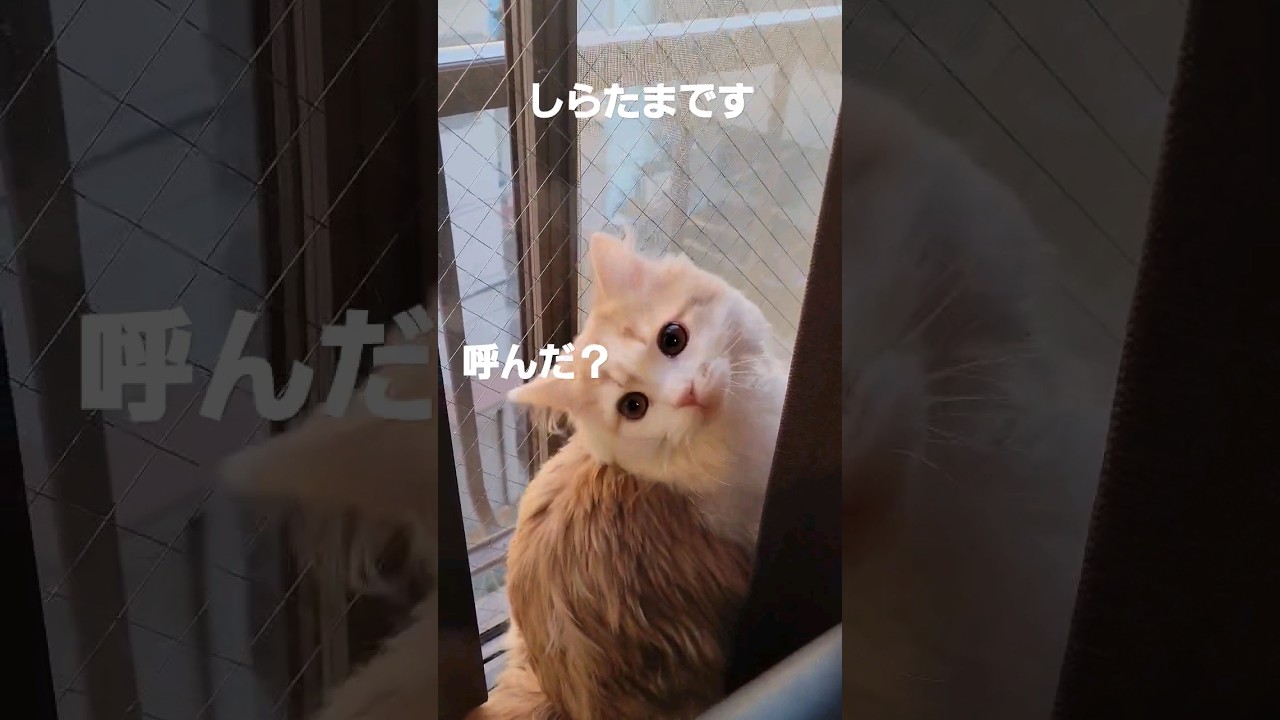 【子猫】守りたい猫#ラガマフィン #猫動画 #shorts