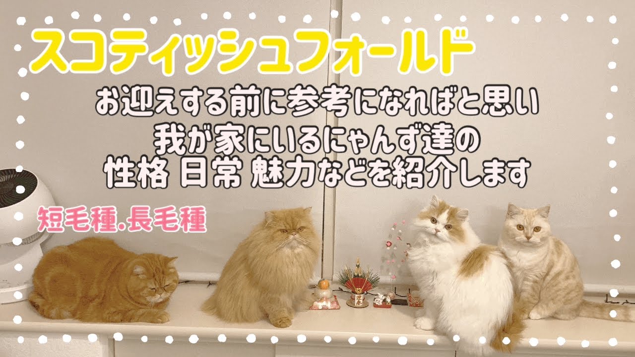スコティッシュフォールドの魅力、短毛長毛種のちがい